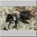 Andrena vaga - Weiden-Sandbiene -02- w07 13mm.jpg